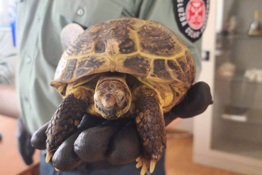 Żółw stepowy w bagażu pasażera. Zaskakujące odkrycie na granicy