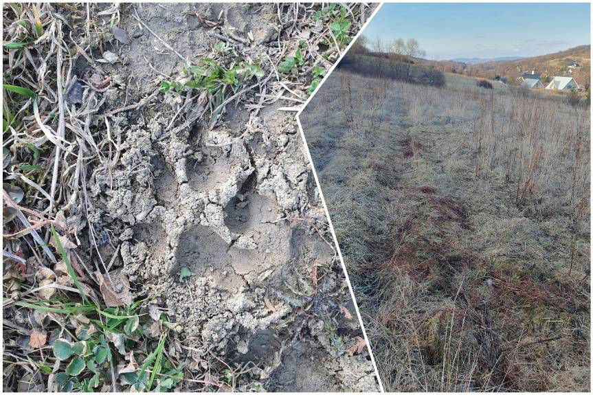 Wilki atakują w biały dzień! Mieszkańcy Lubatówki przerażeni i bezradni