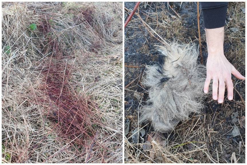 Wilki atakują w biały dzień! Mieszkańcy Lubatówki przerażeni i bezradni