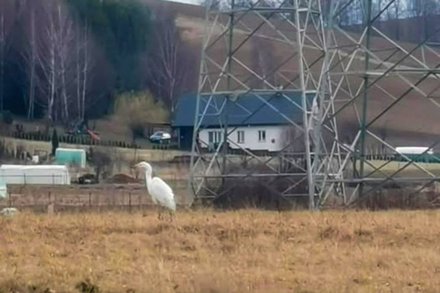 Niezwykły gość pojawił się na granicy Korczyny i Krościenka Wyżnego