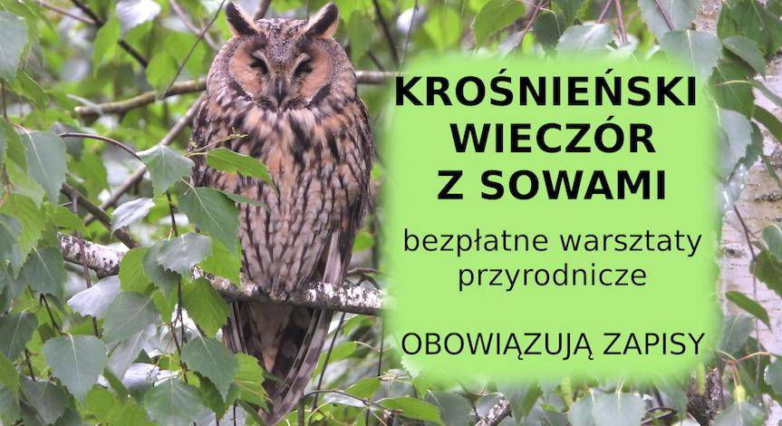Krośnieński Wieczór z Sowami - poznaj tajemnice nocnych łowców