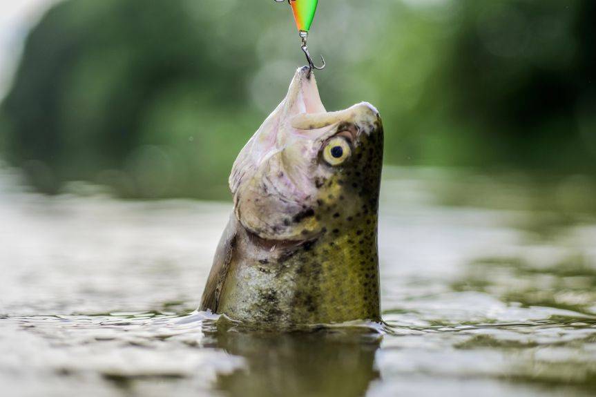 Łowił ryby bez zezwolenia