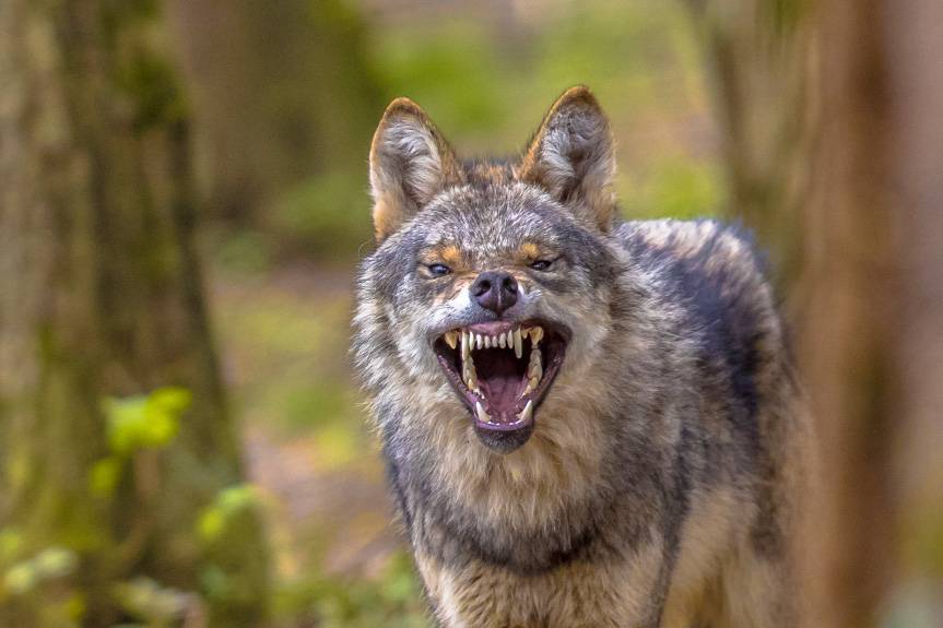 W Krośnie pojawił się wilk