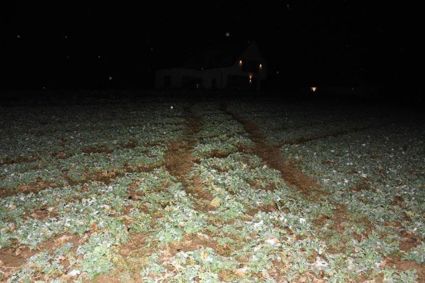 Terenówką zniszczyli uprawy