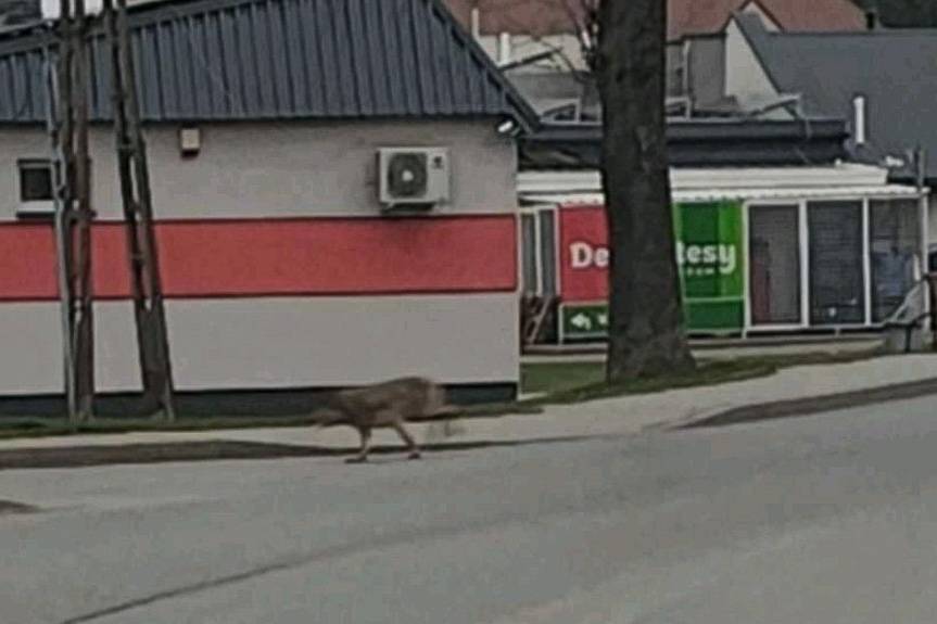 Wilki znów widziane w Gminie Jedlicze. Burmistrz apeluje o ostrożność