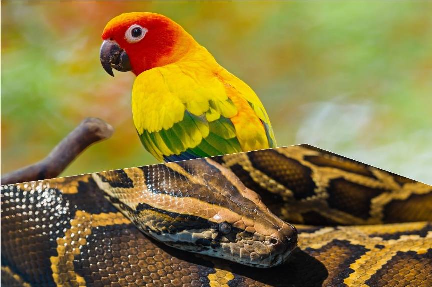 Egzotyczne zwierzęta w powiecie krośnieńskim