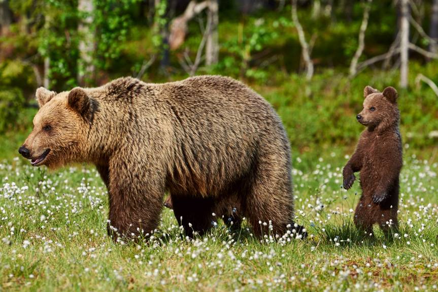 Atak niedźwiedzicy na człowieka 