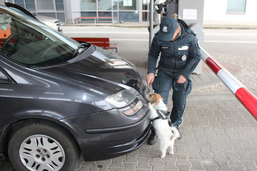 Nowa funkcjonariuszka w podkarpackiej KAS. Do służby wstąpiła Honi - jack russell terrier