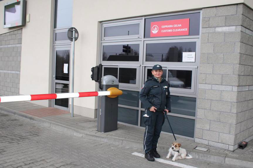 Nowa funkcjonariuszka w podkarpackiej KAS. Do służby wstąpiła Honi - jack russell terrier