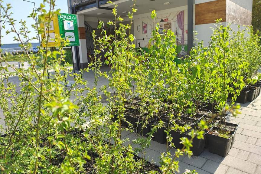 Krosno. Odbierz drzewko za odpady