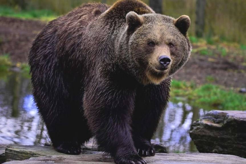 Niedźwiedź brunatny zabity w Bieszczadach