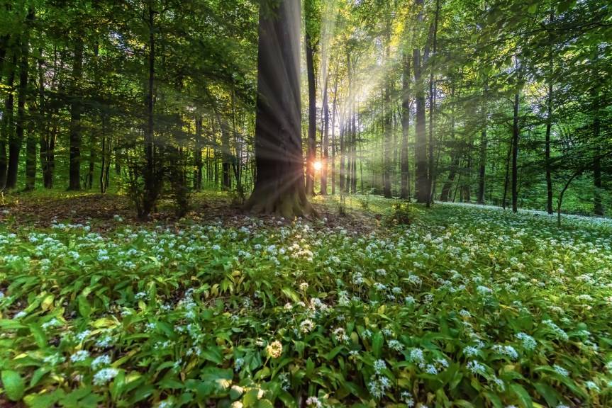 Obszary chronionego krajobrazu także w powiecie krośnieńskim. Umowa na dokumentację podpisana