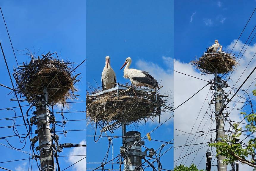 Historia bocianiego gniazda w Zręcinie