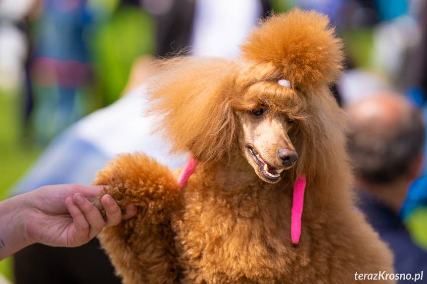 Psie piękności znów zawitają do Krosna