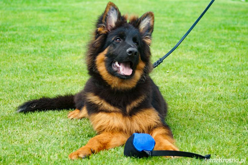 38. Podkarpacka Wystawa Psów Rasowych [ZDJĘCIA]