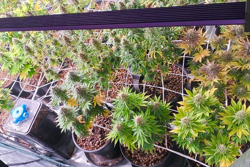 Domowa plantacja konopi na poddaszu. Policja zatrzymała 34-latka