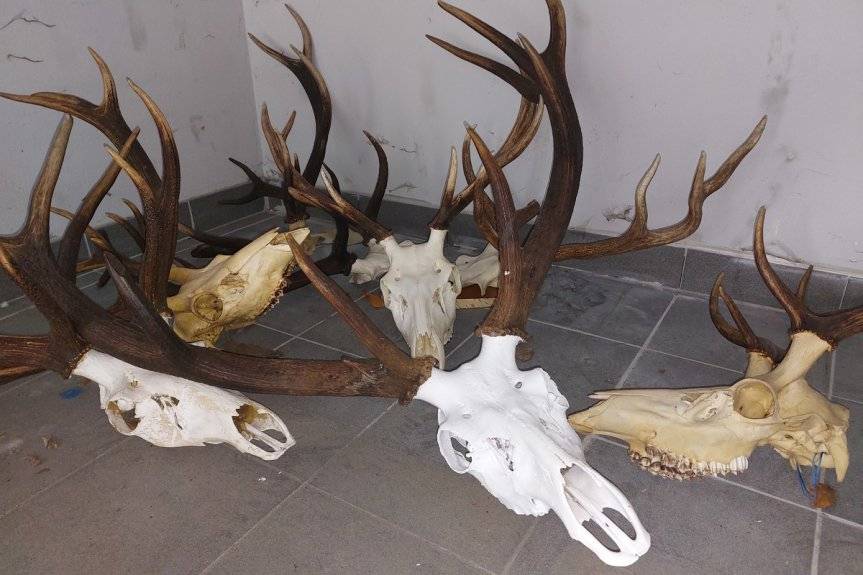 Policjanci zabezpieczyli trofea myśliwskie