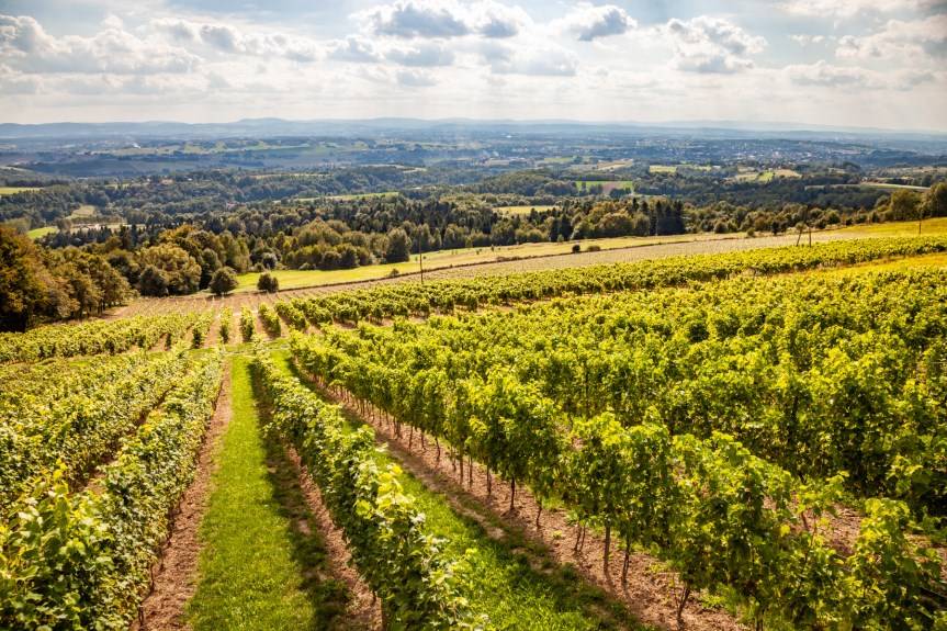 Przyroda nie zna granic. Korytarze ekologiczne na polsko-słowackim pograniczu