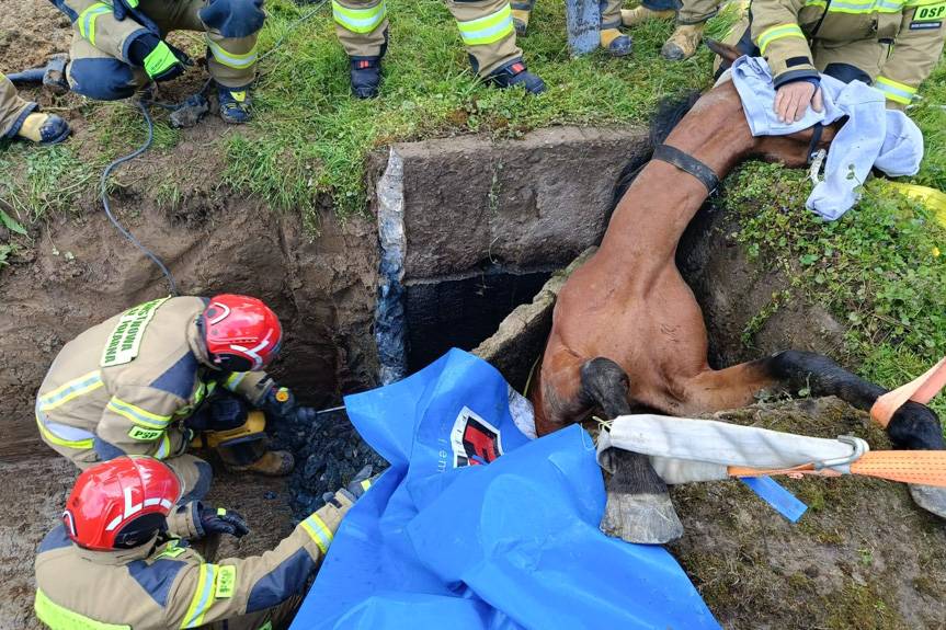 Koń uwięziony w podziemnym zbiorniku. Nietypowa akcja strażaków