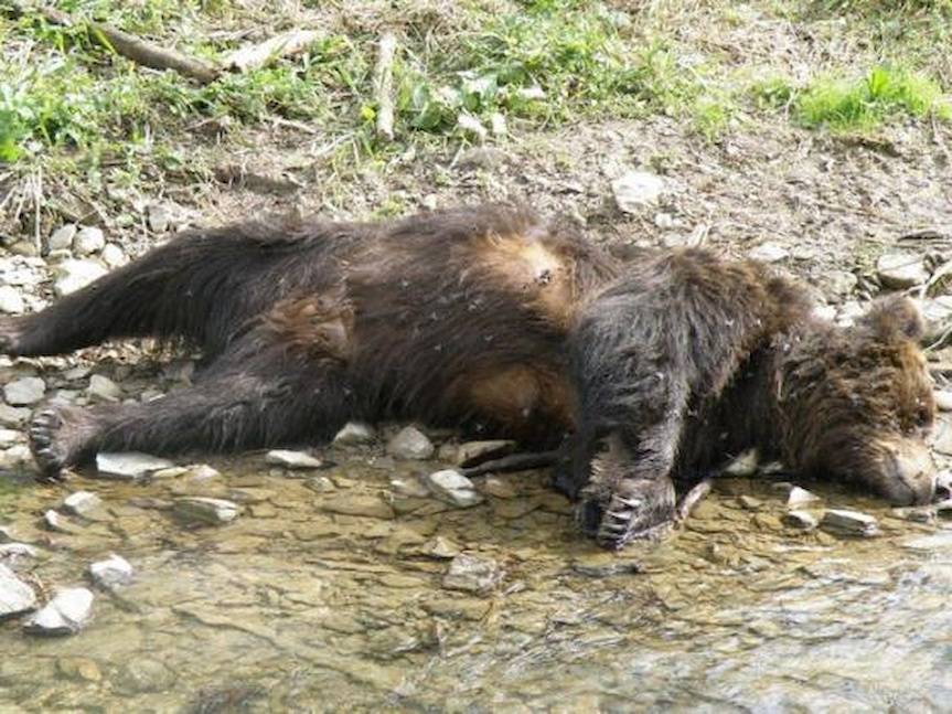 Co doprowadziło do śmierci niedźwiedzia? Prokuratura ujawnia wyniki
