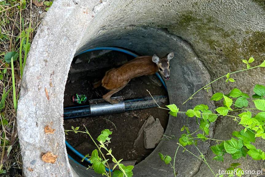 Uwięziona sarna odzyskała wolność dzięki strażakom