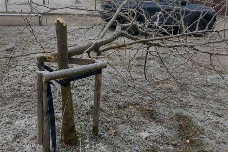 17-latek siekierą wyciął trzy drzewa w parku