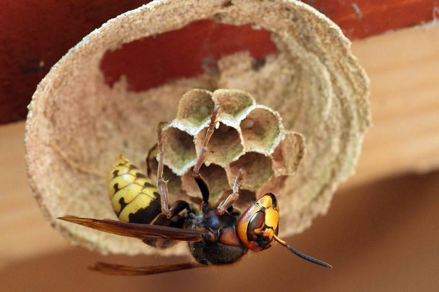 Kto odpowiada za usuwanie rojów i gniazd owadów błonkoskrzydłych?