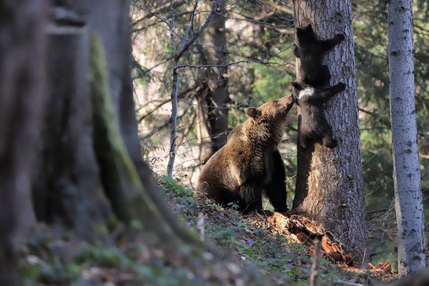 Zatrzymać niedźwiedzia w lesie