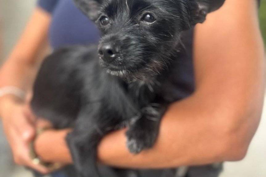 Policjanci zaopiekowali się zagubionym czworonogiem