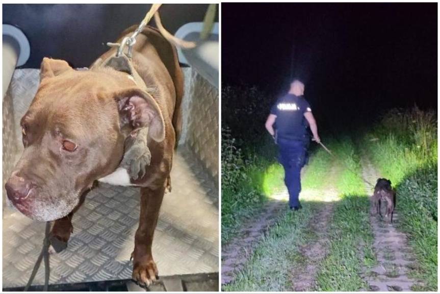 Pies zniknął z posesji. Policja szybko ustaliła i zatrzymała sprawców