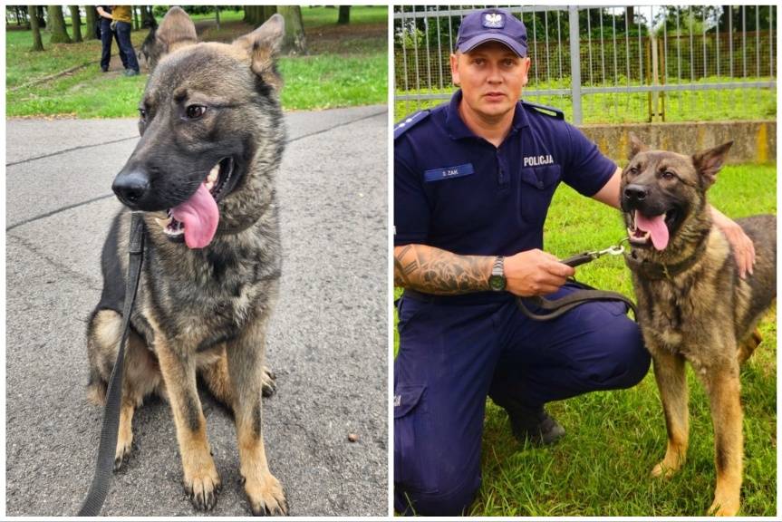 Borys - nowy policyjny pies w niżańskiej komendzie