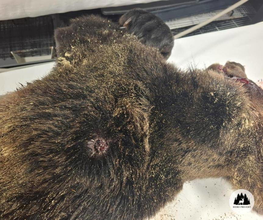 Postrzelony niedźwiedź brunatny znaleziony w Lipowcu - nie przeżył