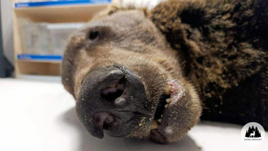 Postrzelony niedźwiedź brunatny znaleziony w Lipowcu - nie przeżył