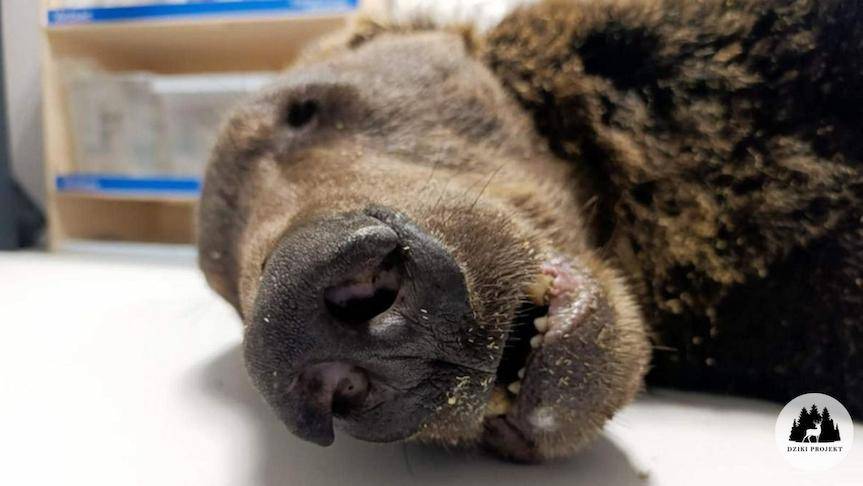 Niedźwiedź z Jaślisk postrzelony. Głos zabrał PZŁ