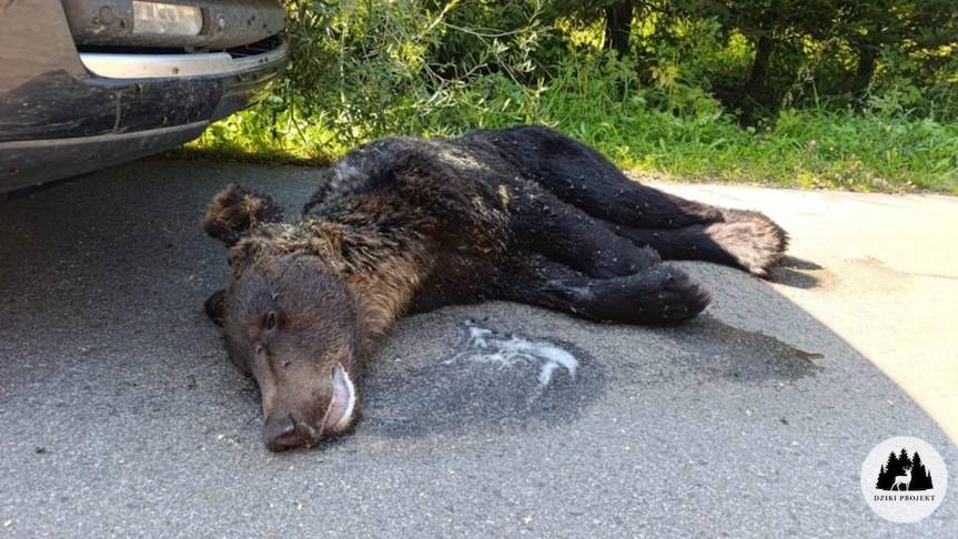 Śmierć niedźwiedzia. Prokuratura wszczęła śledztwo