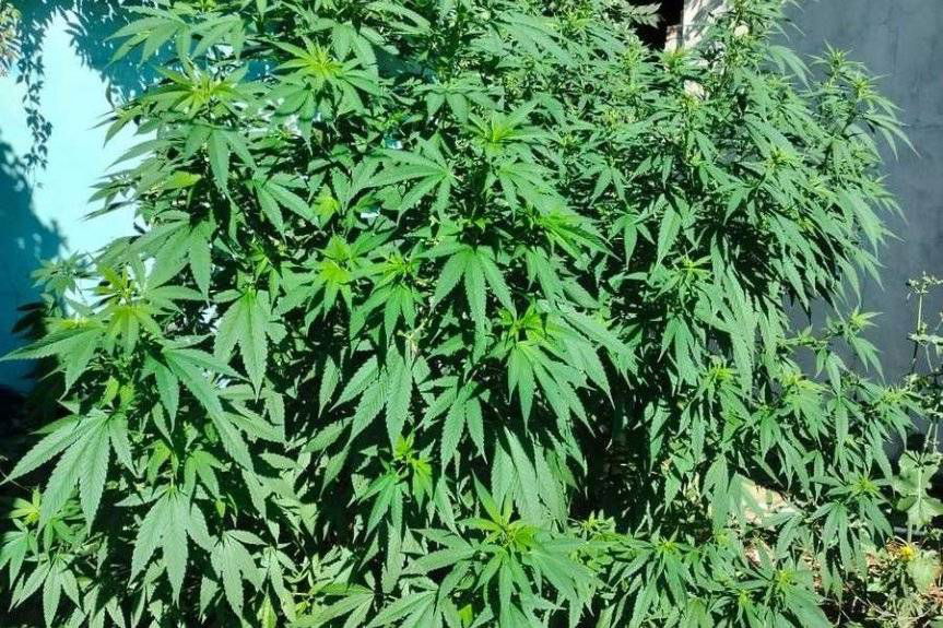 Tymczasowy areszt za uprawę konopi i posiadanie narkotyków