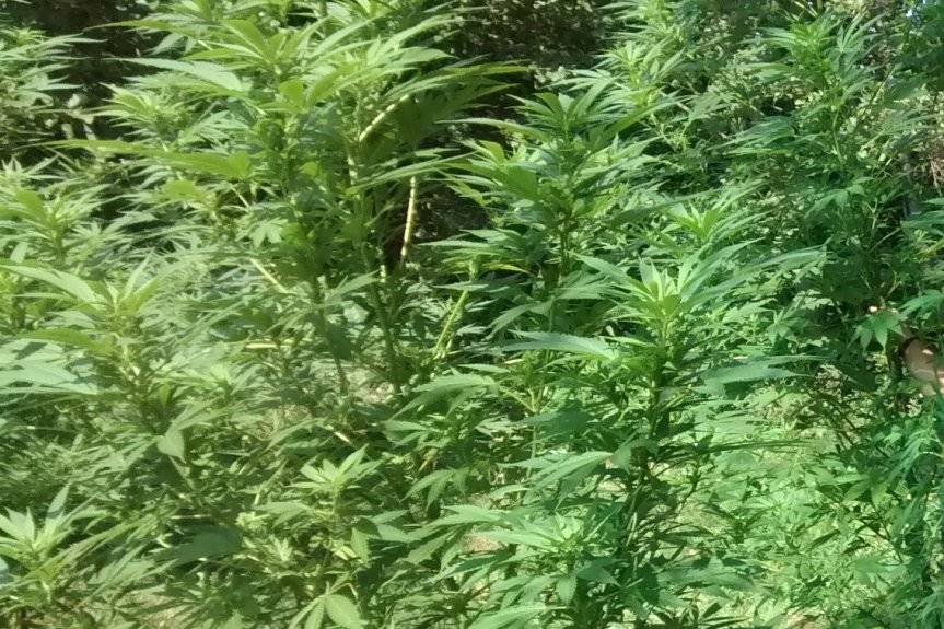 Uprawiał konopie i miał amfetaminę