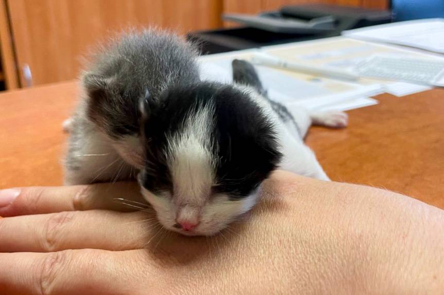 Kocięta wrzucone do rzeki w reklamówce. Mieszkańcy uratowali zwierzęta