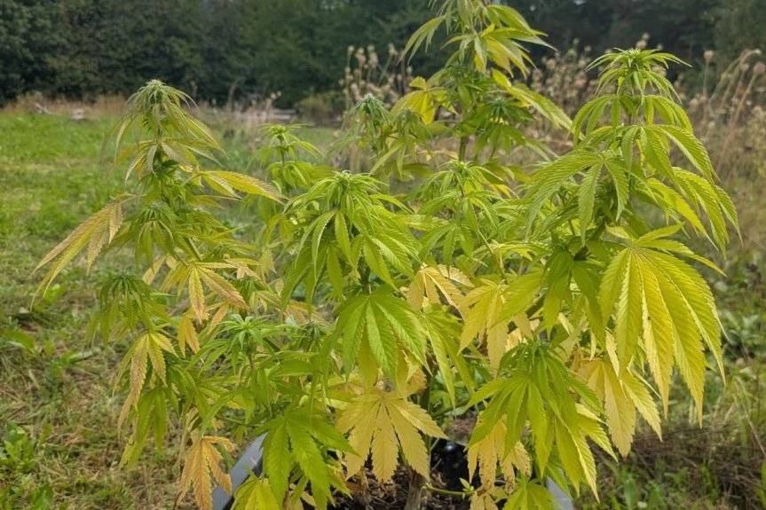 Uprawiał nielegalnie konopie