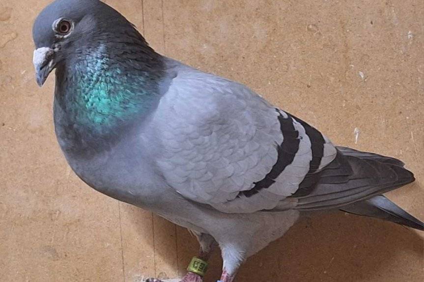 Policjanci odzyskali cennego gołębia pocztowego