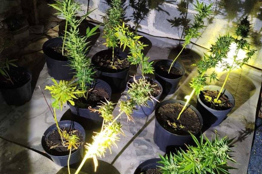 Policjanci zlikwidowali nielegalną hodowlę konopii i zatrzymali jej właściciela