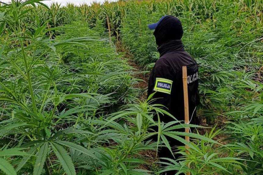Ponad 300 krzewów konopi zabezpieczonych przez kryminalnych