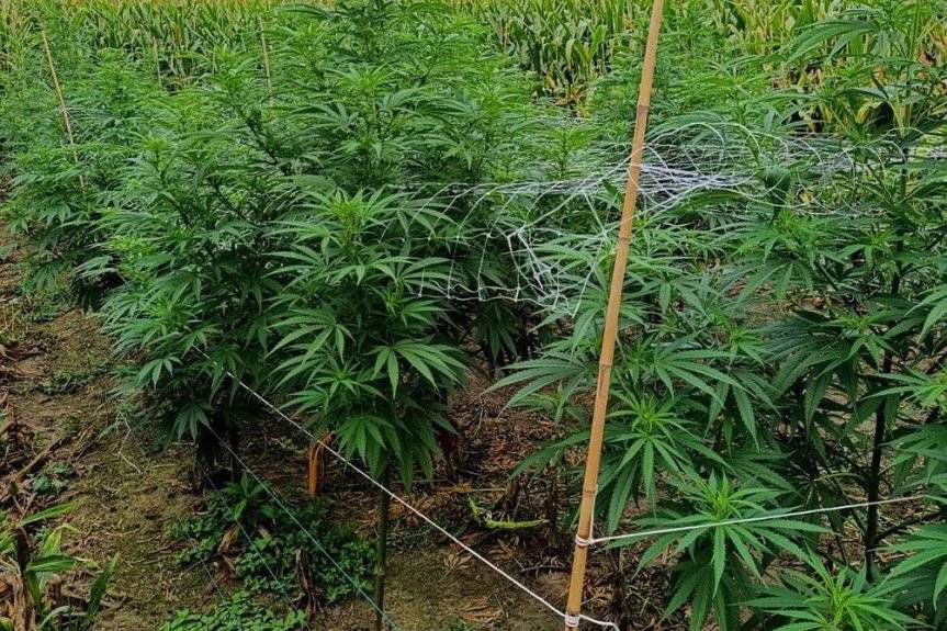 Ponad 300 krzewów konopi zabezpieczonych przez kryminalnych
