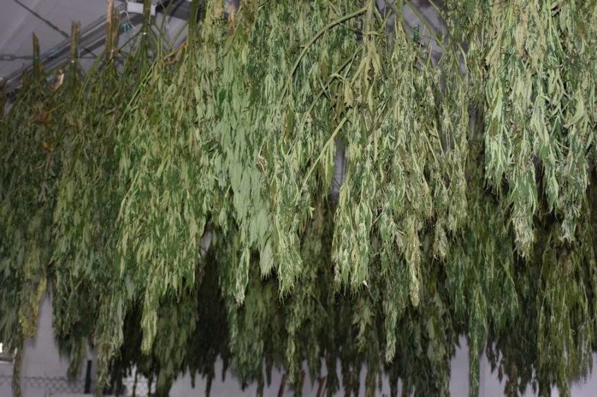 Ponad 300 krzewów konopi zabezpieczonych przez kryminalnych