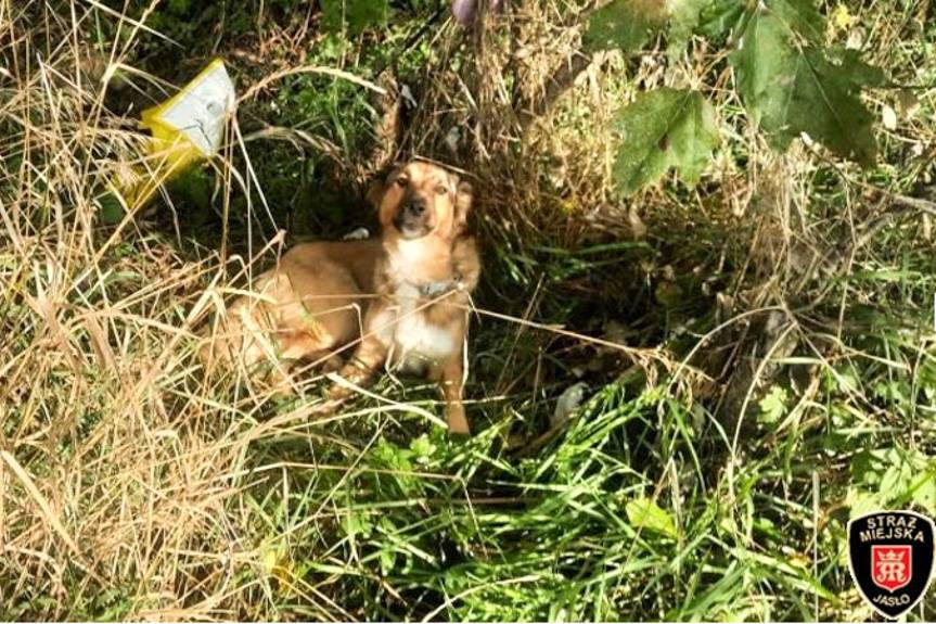 Suczka przywiązana do drzewa i sześć szczeniąt porzuconych w Jaśle