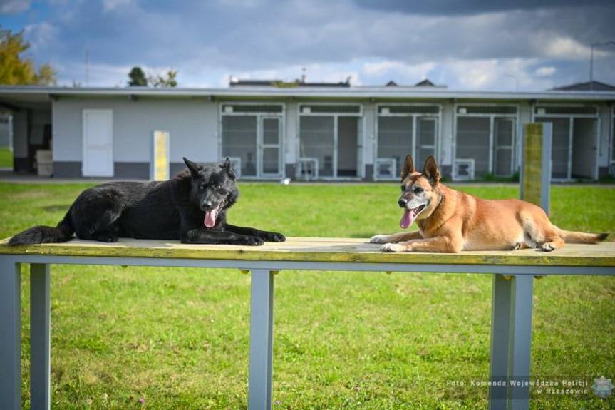 Czworonożni funkcjonariusze zdali egzamin na piątkę