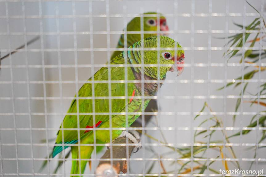 Wystawa kanarków i ptaków egzotycznych w Korczynie