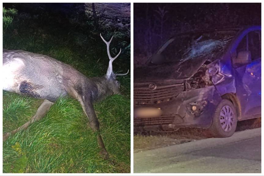 Zderzenie samochodu z jeleniem na DK19