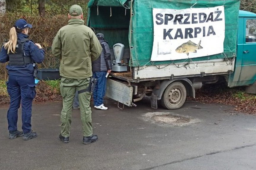 Skąd pochodzi karp na wigilijny stół. Trwają kontrole