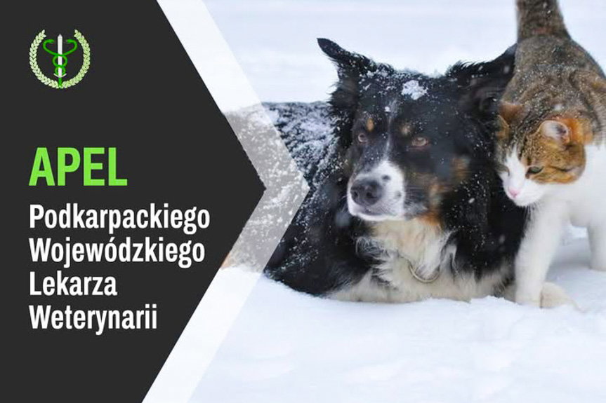 Pamiętaj o swoim zwierzęciu zimą. Oto co musisz mu zapewnić